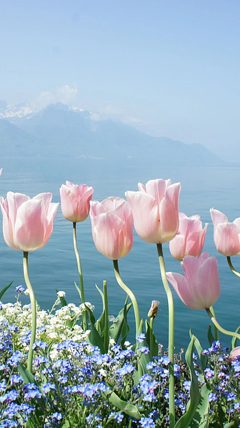 Spring Flowers, Flowers Nature HD phone wallpaper
