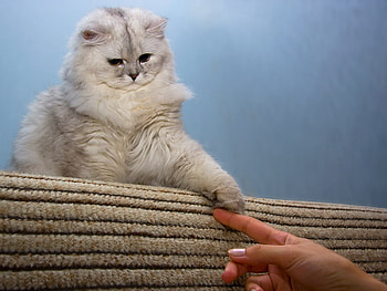 hello, cat, nature, pet HD wallpaper
