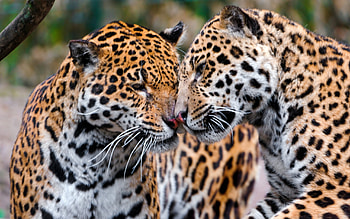 Animals, Predators, Couple, Pair, Care, Tenderness, Jaguars HD wallpaper