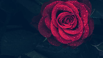 Drops, Macro, Rose Flower, Rose, Close-Up HD wallpaper