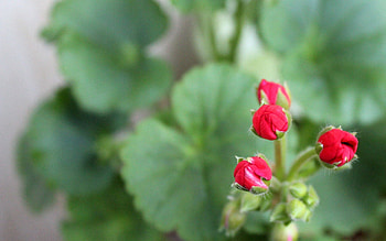 Flowers, Plant, Macro, Branch HD wallpaper