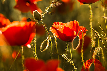 Flowers, Flower, Plant, Bloom, Flowering, Poppy HD wallpaper