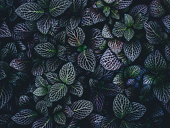 Leaves , Botanical garden vibes, Organic patterns, Plant beauty HD wallpaper