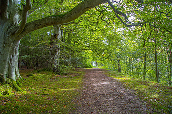 Beautiful Forest Landscape, Trees, Nature, Landscapes, Forests, Pathways HD wallpaper