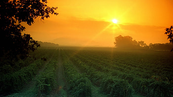 Nature, Sun, Dawn, Field, Morning, Rows, Ranks, Harvest HD wallpaper