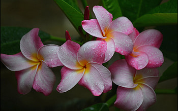 Plumeria, Flowers, Pink, Drops HD wallpaper