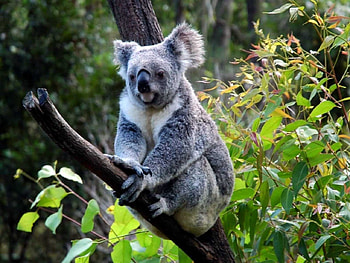 Koala, fur, cute, grey, endangered HD wallpaper