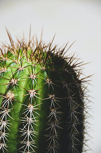 Plant, Macro, Cactus, Thorns, Prickles HD phone wallpaper