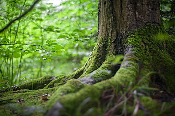 Close-up of a moss-covered tree trunk in a vibrant green forest, showcasing natural beauty. HD wallpaper
