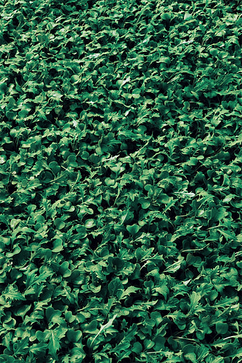 Plants, Nature, Grass, Leaves HD phone wallpaper