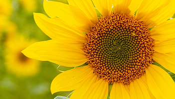 Yellow Sunflower Petals Filament Blur Background Flowers HD wallpaper