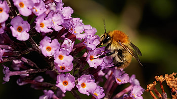 Spring Blossoms, bumblebee, flowers, petals, blossoms HD wallpaper