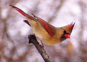 Beautiful Lady, wildlife, bird, nature, cardinal, female HD wallpaper