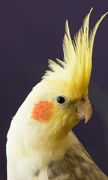 Cockatiel bird, Feathered friend, Bird species, Avian beauty HD phone wallpaper