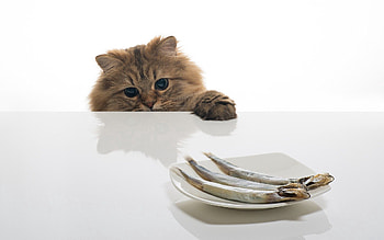 Animals, Food, Cat, Table, Plate, Fish HD wallpaper