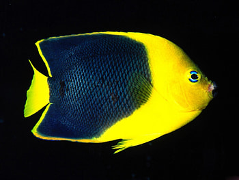 Yellow fish, fish, animals, yellow HD wallpaper