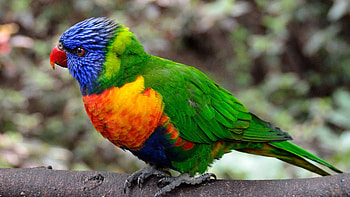 Colorful Parrot Bird, colorful, birds, parrot, animals HD wallpaper