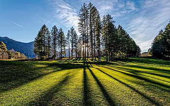 Spruces in Sunlight, shadows, France, spruces, sunlight, grass HD wallpaper