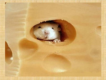 Swiss Mouse, mouse in cheese, swiss cheese HD wallpaper
