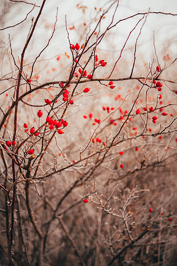 Nature, Berries, Plant, Branches HD phone wallpaper