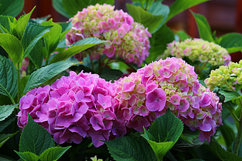 Hydrangea, Leaves, Nature, Summer, Flowering HD wallpaper