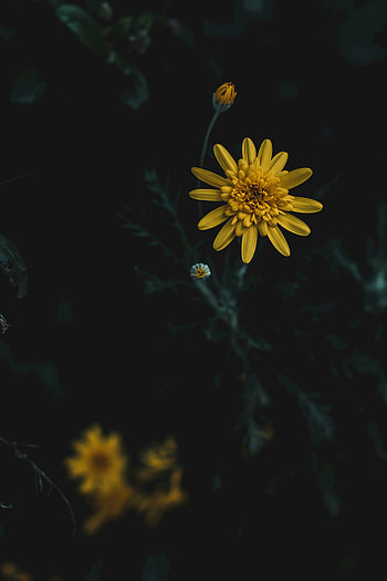 Flower, Macro, Blur, Smooth HD phone wallpaper