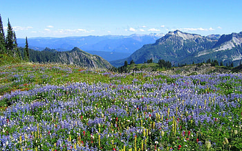 Nature, Flowers, Mountains, Vegetation, Alps HD wallpaper
