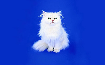 Animals, Background, Cat, Fluffy, Sight, Opinion, Shoot, ession HD wallpaper