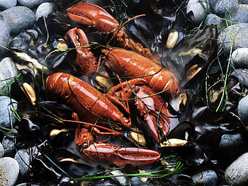 lobster, food HD wallpaper
