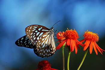 Butterfly on red flower, blue, butterfly, red, flower HD wallpaper