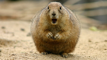 Groundhog Day, Holiday HD wallpaper