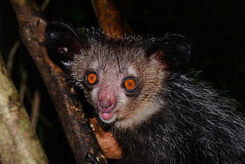 Tanalahorizon's Aye Aye, Adventurous Madagascar trip, Nature graphy, Memorable experience HD wallpaper