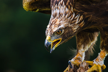 Animal, golden eagle HD wallpaper