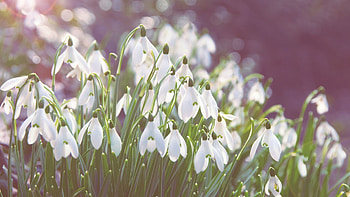 Flowers, Snowdrops, Macro, Light, Light Coloured HD wallpaper