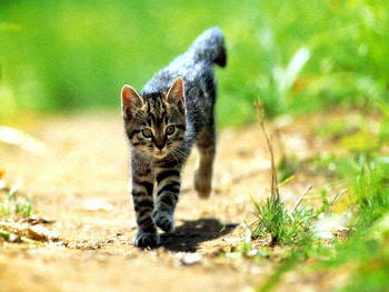 KENT PLEAE ADOPT ME NO COST , kitten, cute, adorable, an HD wallpaper