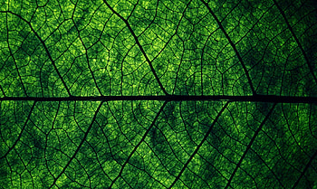 Green leaf plants, Macro leaves, Natural beauty, Dark green HD wallpaper