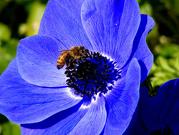 Nature, Flower, Macro, Bee HD wallpaper