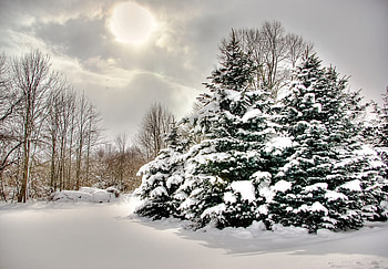 Winter, beauty, background, snow, trees, places, white, frozen, landscape, popular, cold, sesons, beautiful, tree, clouds, nature, sky, forest HD wallpaper