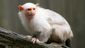 Monkey, fictional monkey character, Amazon adventure, entertainment HD wallpaper