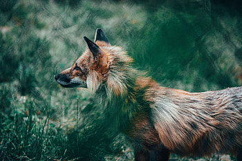 Animals, Fox, Sight, Opinion, Wildlife, Animal HD wallpaper