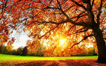 Autumn sun, golden, rays, sunshine, morning, sunlight, fall, beautiful, sunrise, tree, leaves, branches, autumn, sun, foliage HD wallpaper