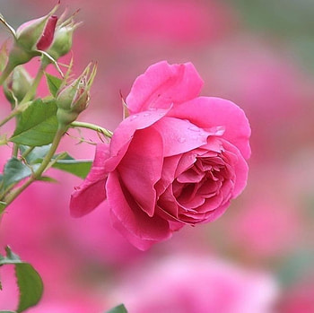 Pink Rose, Buds, Pink, Flower, Rose HD wallpaper