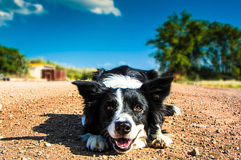 Dog, sweet, animal, dogs, cute, beautiful, puppys, puppy, pretty, animals, lovely HD wallpaper