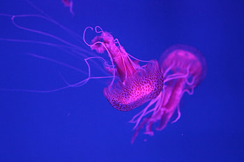 Jellyfish, jellyfish, underwater HD wallpaper