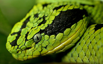 Bothriechis aurifer, Snakes HD wallpaper