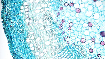 Cell biology, Online tutorial, Detailed study, Visual learning HD wallpaper