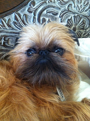 Brussels Griffon, Rosie Grace the Griffon, Dog companion, Dog person HD phone wallpaper
