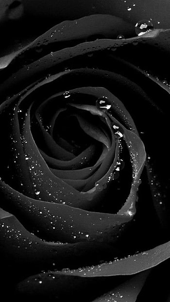 Black Rose, Rose Petals, Beautiful HD phone wallpaper