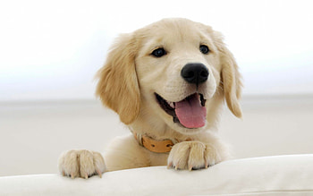 Golden retriever , Stunning visuals, Eye-catching colors, Pet lovers' delight HD wallpaper