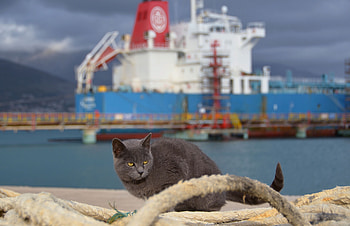 Animals, Sea, Sit, Cat, Ship HD wallpaper